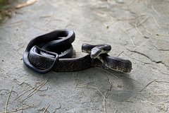 Rossijanam dali sovety v sluchae obnaruzhenija zmei v kvartire 879c221.jpg