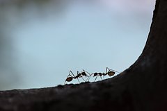 Raskryt recept prostogo i effektivnogo sredstva ot muravev v dome 7482edc.jpg