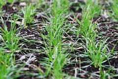Agronom posovetoval sposob spasti ogorod posle ledjanogo dozhdja 0e98e17.jpg