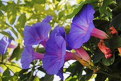 Rossijane brosilis pokupat zapreshhennoe rastenie 2d408a4.jpg