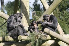 U chelovekoobraznyh obezjan nashli chuvstvo jumora 34d9558.jpg