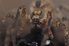 500 jadovityh paukov poselilis v dome muzhchiny i edva ne pogubili ego 6d592fc.jpg