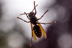 Rossijskij uchenyj predupredil ob arkticheskih osah 8750bdc.jpg