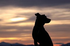 Sobachka otkusila i proglotila penis hozjaina 26652d4.jpg