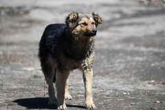 V rossijskom gorode odnoklassniki otbili rebenka u brodjachej sobaki b3cf40c.jpg