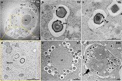 Obnaruzhen gigantskij poleznyj virus fab43e0.jpg