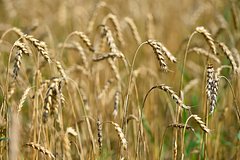 V italii zajavili o bolee chem desjatikratnom roste odnogo vida postavok iz rossii 25ea702.jpg