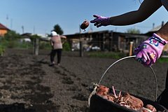 Agronom nazval pravila poliva kartofelja 36746f1.jpg