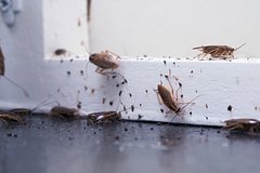 Rossijanam nazvali otvetstvennyh za ustranenie tarakanov v domah ec8968a.jpg