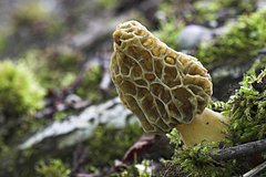 Rossijanin nashel smorchkovogo korolja b82692b.jpg