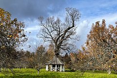 V rossii vyberut glavnoe derevo strany 9451a5a.jpg