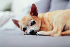 Chihuahua dobralsja do geroina i poluchil peredozirovku 08a675a.jpg
