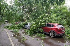 Rossijanam nazvali pravila povedenija pri padenii dereva na mashinu fcfd1f2.jpg