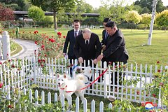 Stala izvestna sudba podarennyh putinu kim chen ynom sobak 0cd16a0.jpg