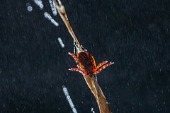 Ukus kleshha hyalomma 4cde39a.jpg