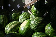 Dietolog nazvala samye opasnye arbuzy c377d0c.jpg