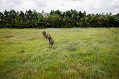 Boec ahmata rasskazal o sokrashhenii peredvizhenija tehniki vsu v kurskoj oblasti d85d30f.jpg